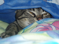 Сплю, но слежу