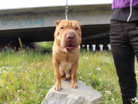 бармалейка