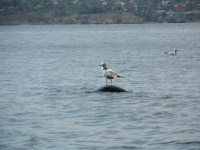 Украинская чайка