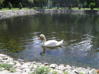 Лебедь одинокий