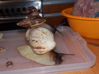 ретикуляты)