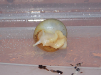 ахатина фулика ротатци альбино