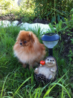 Тоська и ёжик