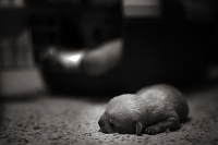 когда я стану большим и важным