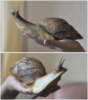 Мой домашний Монстр ;)