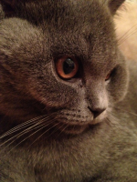 Ричардсон :З