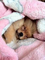 Дивный сон ZzzZzz