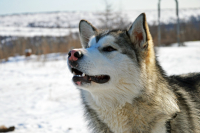 Собака влевовверхглядяка )