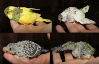 Новый выводок