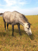 свободность