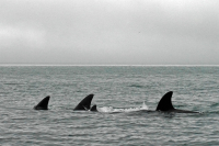 Косатки. Семейное фото.