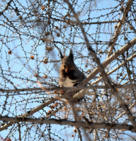 Магаданская белочка