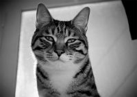 Астор в контровом свете