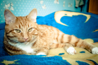 Я у себя дома