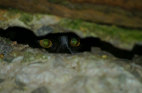 они наблюдают за нами