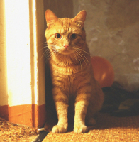 Майамский фарш