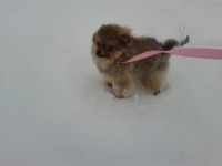 Первый снег ...Ура!!!