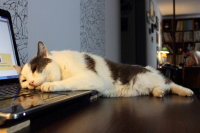 4-ёх ядерный процессор.. теплая вещь!