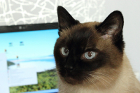 Котопортрет