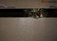 Кот из табакерки