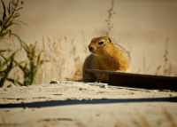 Ты что-то мне принес?