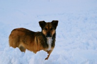 Рыжий, живет на Горняке:)