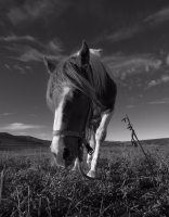 Ты чтоль фотогрoff?