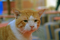 Битый жизнью...