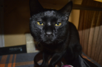 ты кто такой? )