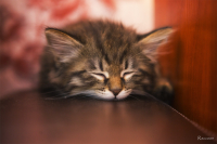 Котя спит.. Она устала..