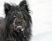 Собачкина грусть...