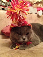 Коша, шапочку надень! Лысинку простудишь. (с)