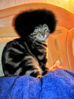 Атаман Кузелеев