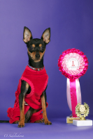 просто маленький той :)