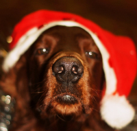 Всех с Наступающим