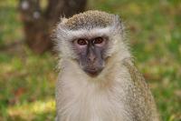 О! безьянка!