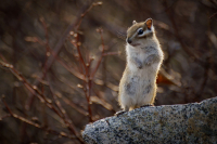 Стесняюсь спросить - у вас нет семечек?