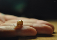 нововылупленная улиточка :)