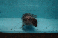 Сочинский акванариум