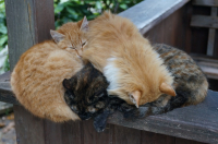 Взаимовыручка