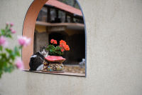 С Праздником, кошки!