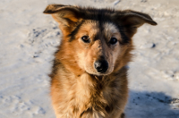 Собака добряка