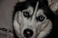 Собака на поводкесидяка и в камерусмотряка