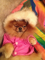 Утомили меня эти прогулки :)