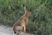 ...заяц, заяц...