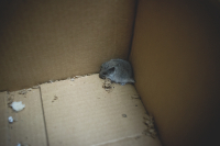 Вечерний гость