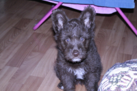 вот я ушастая