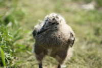 Первые шаги...