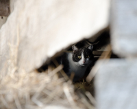 Котэ следит за тобой...