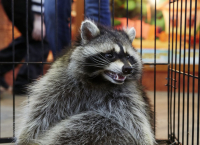 Добрый енот